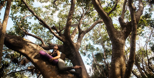 The Power of Trees: How Reforestation Can Combat Climate Change