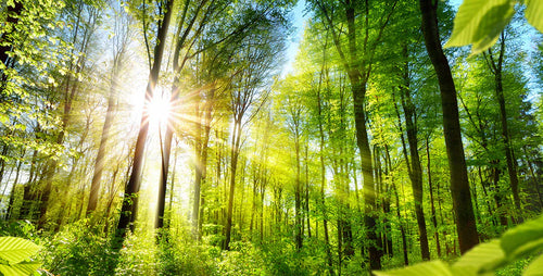 How We Became Environmentalists